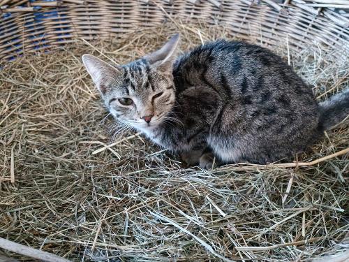 Katze Lilly