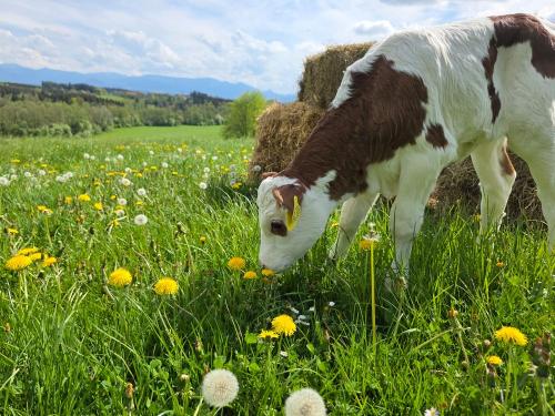 Tiere am Hof