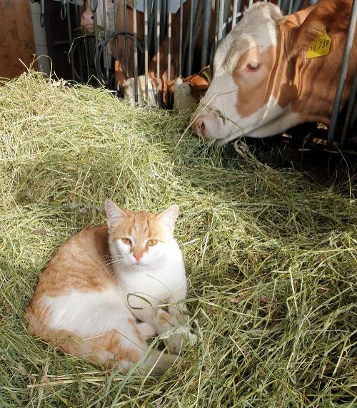 Katze im Stall