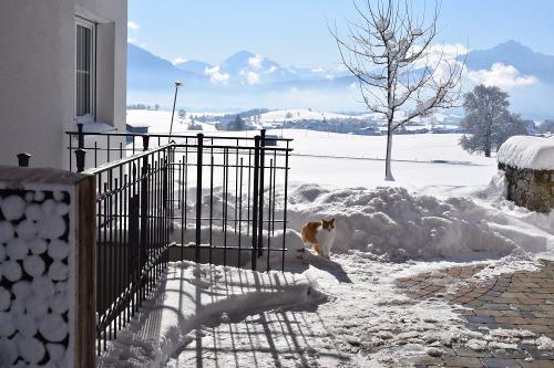 Katze im Schnee