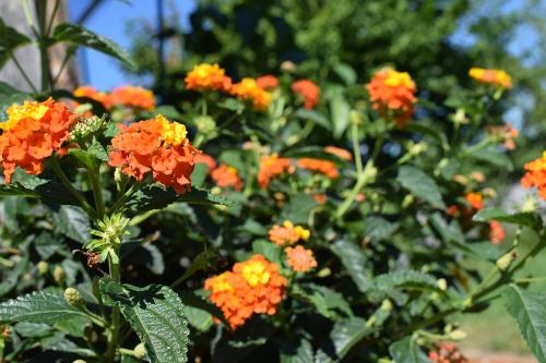 Blumenpracht