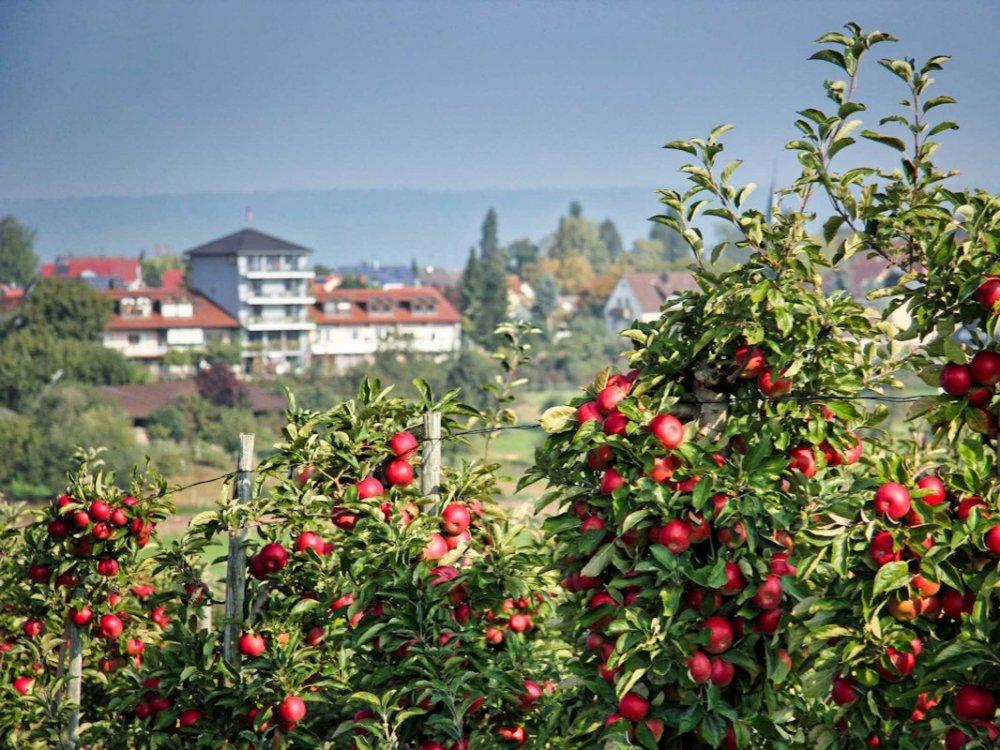 Gästehaus zum Wolffenturm  Obstbau