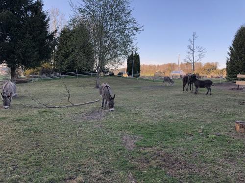 dieeselaufderweide1