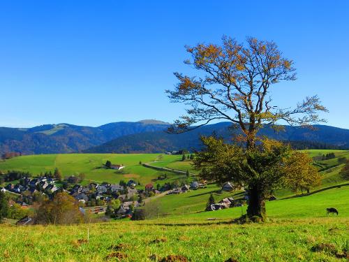 Blick ins Ort- Rundweg zum Schauinsland