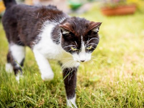 Katze Piepsi- unsere liebe Hofkatze