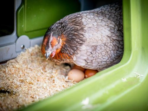 Sonnerhofs Hühnerbande- ohne Hahn -