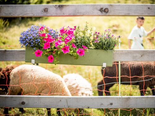 Liebe Schafherde- Weidegenossenschaft ums Haus herum -