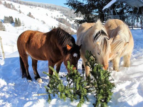 pferde_im_schnee