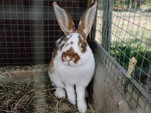 hase