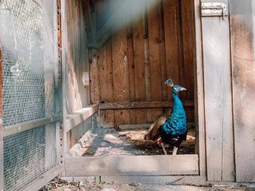 pfau2