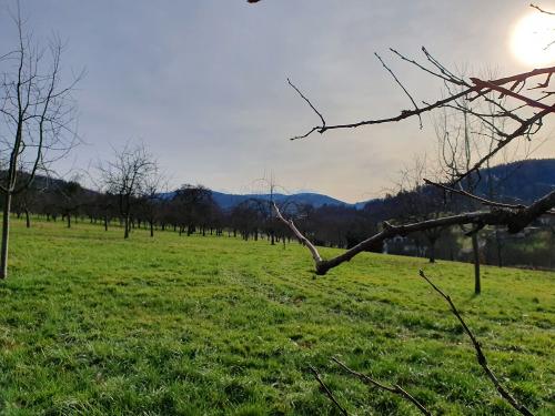 Ferienhof_Vordere_Alm_Streuobstwiese