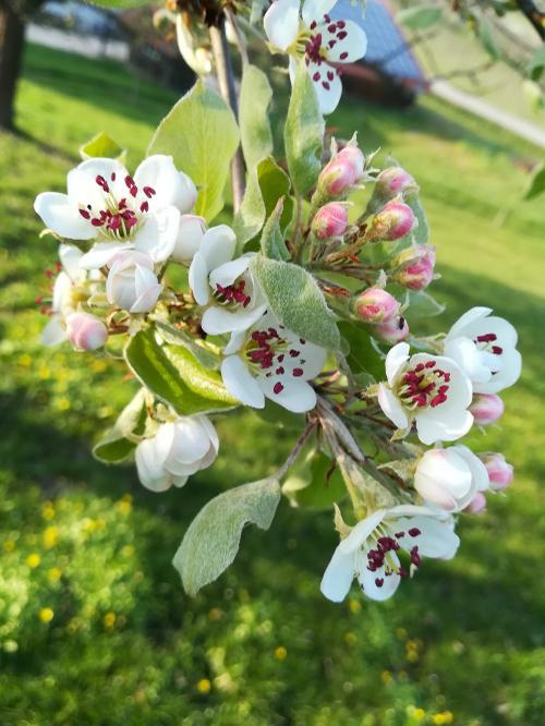 Ferienhof_Vordere_Alm_Obstbluete