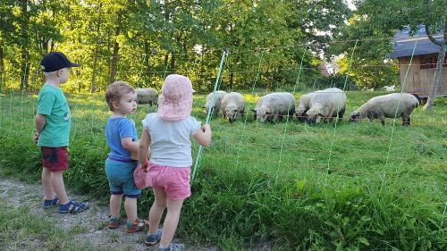 Ferienhof_Vordere_Alm_Tiere_beobachten
