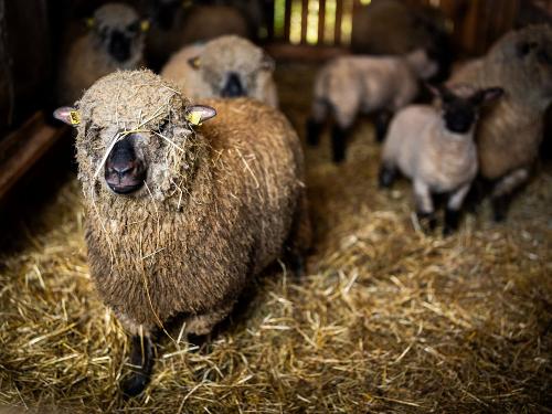 Ferienhof_Vordere_Alm_Schafe