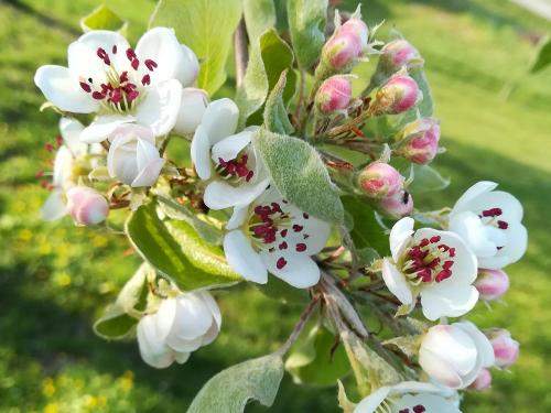 Ferienhof_Vordere_Alm_Obstbluete