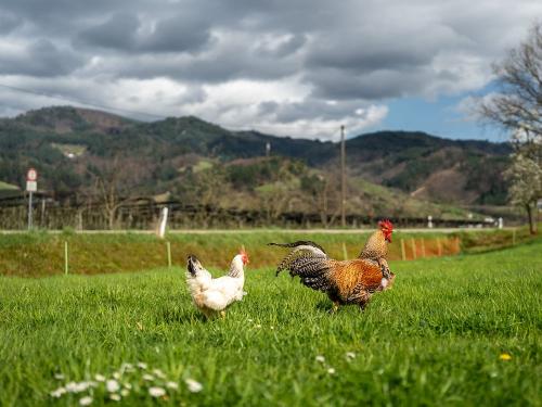 Ferienhof_Vordere_Alm_Huehner
