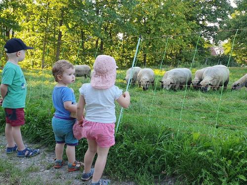 Ferienhof_Vordere_Alm_Tiere_beobachten