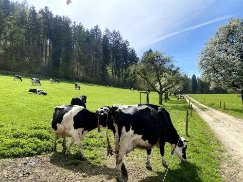 Unsere Tiere auf dem Helchenhof