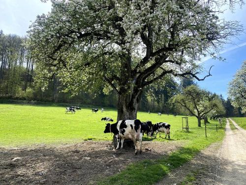Unsere Tiere auf dem Helchenhof