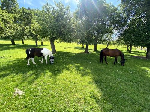 Unsere Tiere auf dem Helchenhof