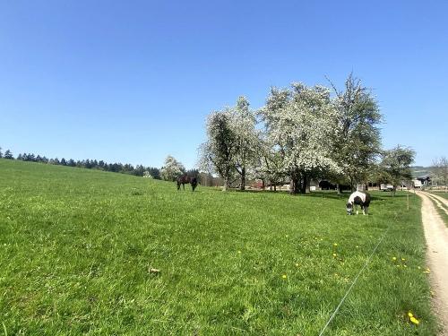 Helchenhof Weide