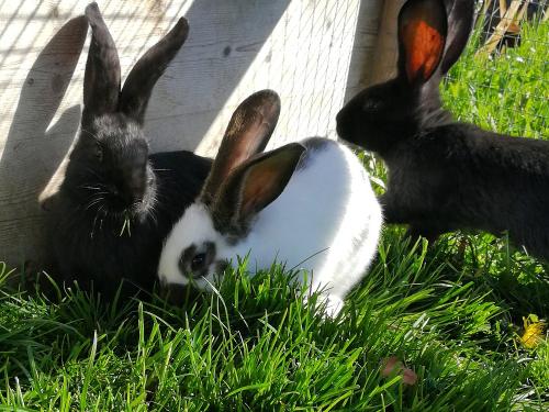 Bereit für viele Streicheleinheiten