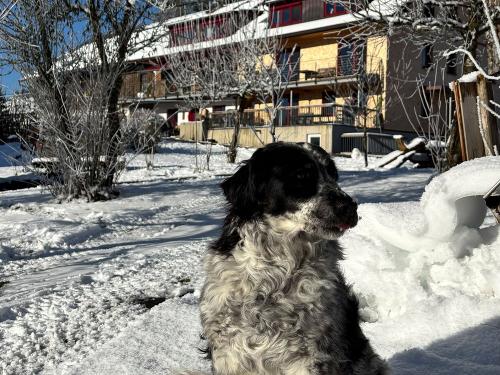 Luna mag den Schnee