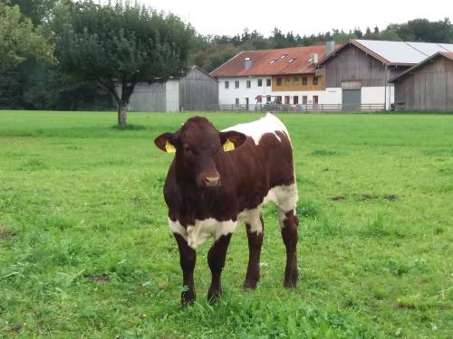 Nachbars Kalb