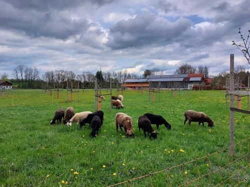Unsere Schafe im Obstgarten