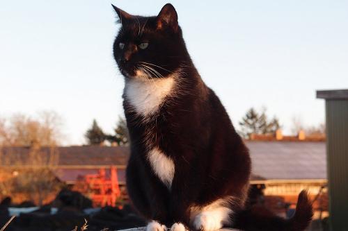 katze_neu