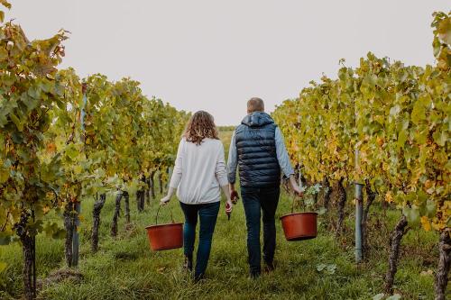 Weingut_Becker_Weinberg