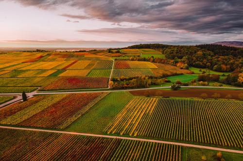 weinlandimherbst