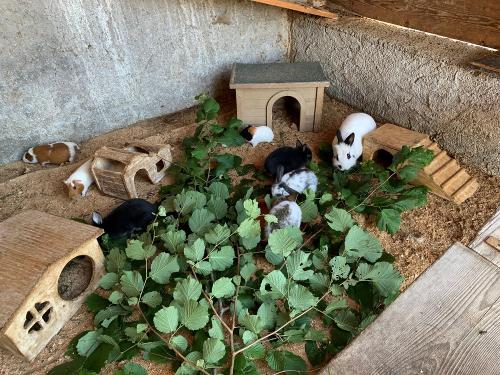 meerschweinchen