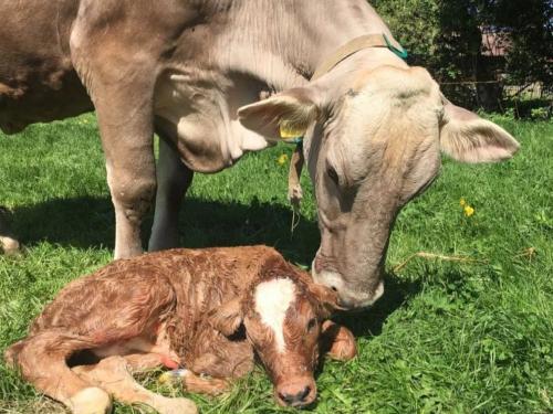 Kälbchen auf der Weide