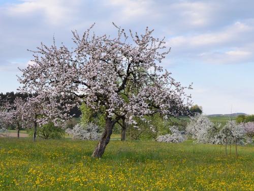 Landluft Ferien in Heiligenberg - Frühling