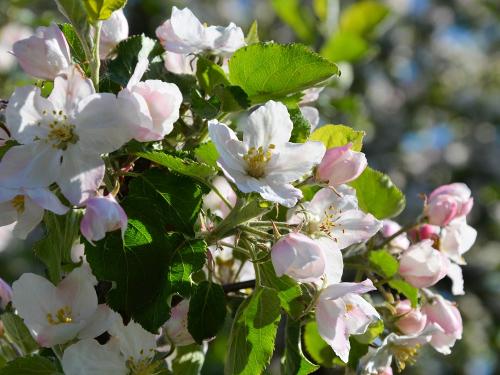 Frühling in Heiligenberg - Unterrehna