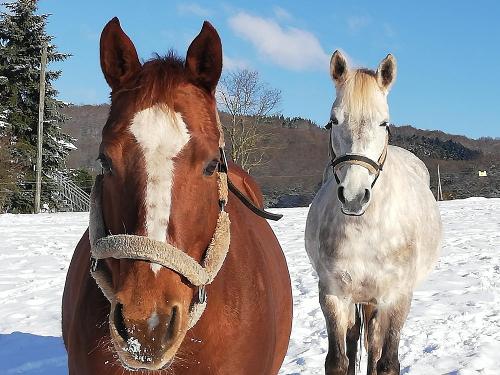 Unsere Pferde Bella und Pablo