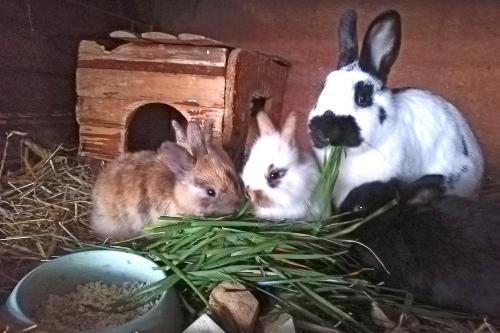 Kaninchen auf dem Marienhof