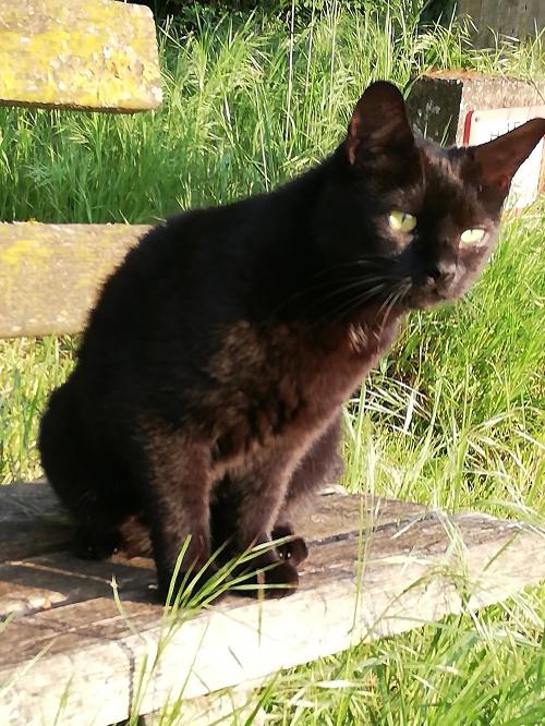 Hofkatze Frau Zipfel