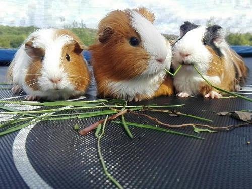 Unsere Meerschweinchen Connie, Caramel und Tommy