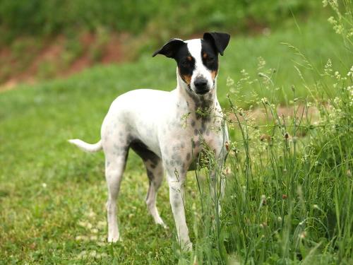 Hofhund Wacha Hofhund Wacha