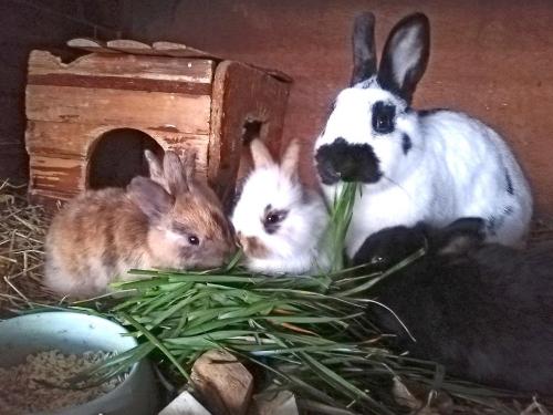 Kaninchen auf dem Marienhof Kaninchen auf dem Marienhof