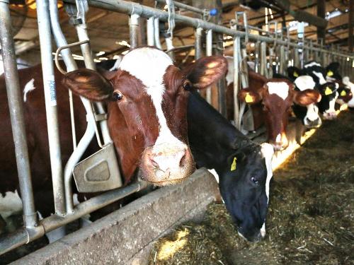 Marienhof: im Kuhstall Marienhof: im Kuhstall