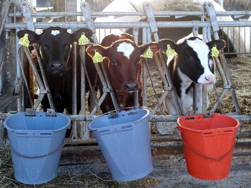 Fütterung der Kälbchen Fütterung der Kälbchen