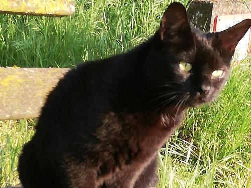 Hofkatze Frau Zipfel Hofkatze Frau Zipfel