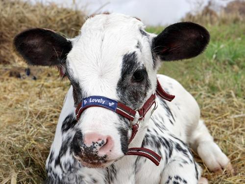 Kälbchen auf dem Marienhof Kälbchen auf dem Marienhof