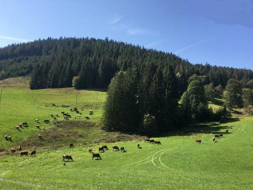 Grundhof_Furtwangen_Weide