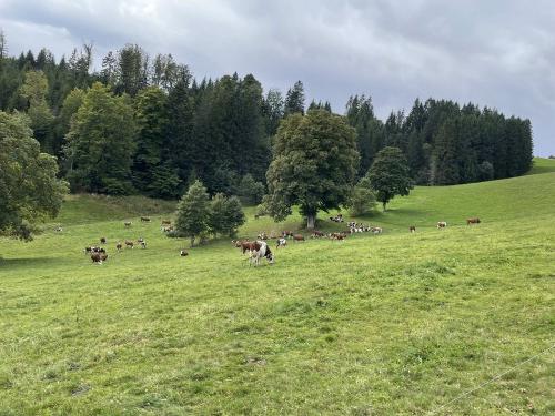 Grundhof_Furtwangen_Kuehe