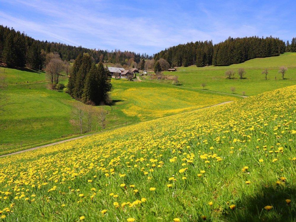 Grundhof_Furtwangen_Blick_Tal