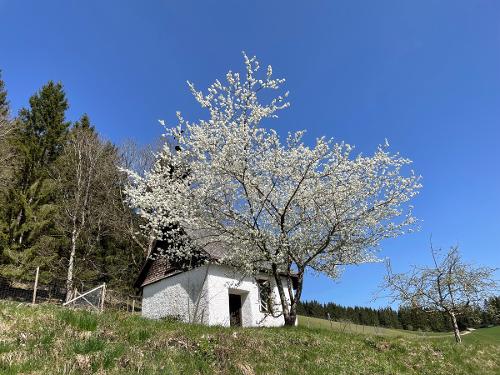 IMG_2354 IMG_2354